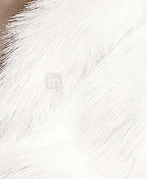 Long Sleeves Faux Fur Special Occasion/ Wedding Jacket/ Wrap