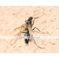Extension Tube Macro Ring for Canon 40D 400D 1000D 450D 50D (CCA300)