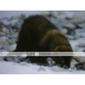 Wall Surveilance DVR with + Night Vision
