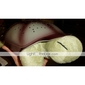 Twilight Turtle Nightlight Projector