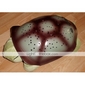 Twilight Turtle Nightlight Projector
