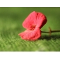 Extension Tube Macro Ring for Canon 40D 400D 1000D 450D 50D (CCA300)