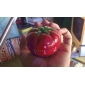 pomodoro a forma di 60 minuti di cottura timer da cucina meccanica