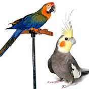 Vogels